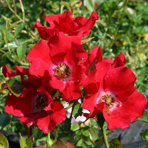 Rozenstruik - Webwinkel - Rosa Sommerabend® - rood - bodembedekkende rozen - geurloze roos - W. Kordes & Sons - -